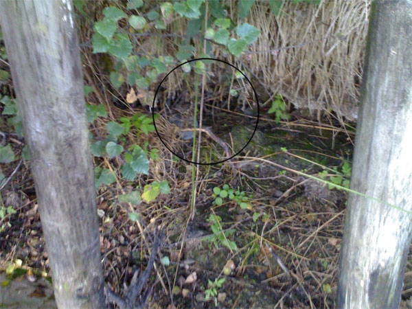 #19966 - PFT 10 - 11