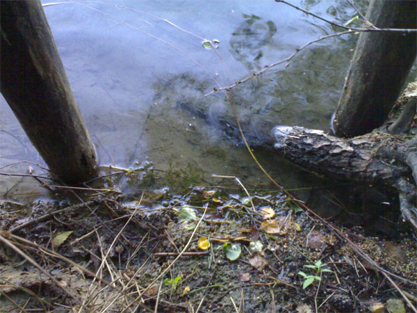 #19967 - PFT 10 - 12