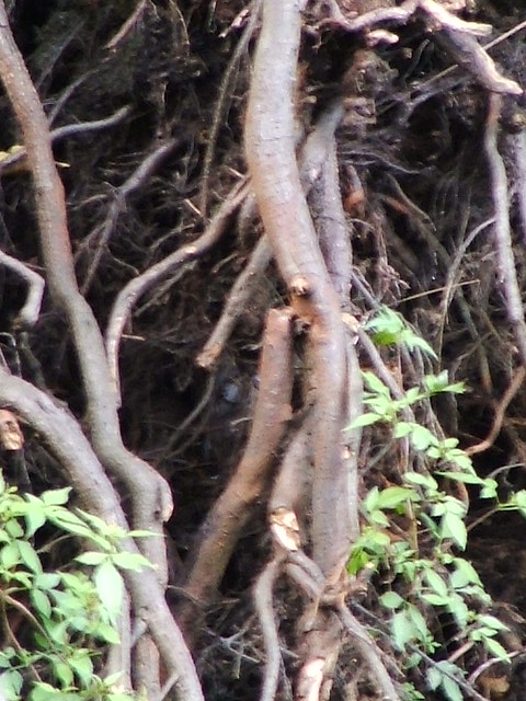 #20457 - Natuurlijke bescherming