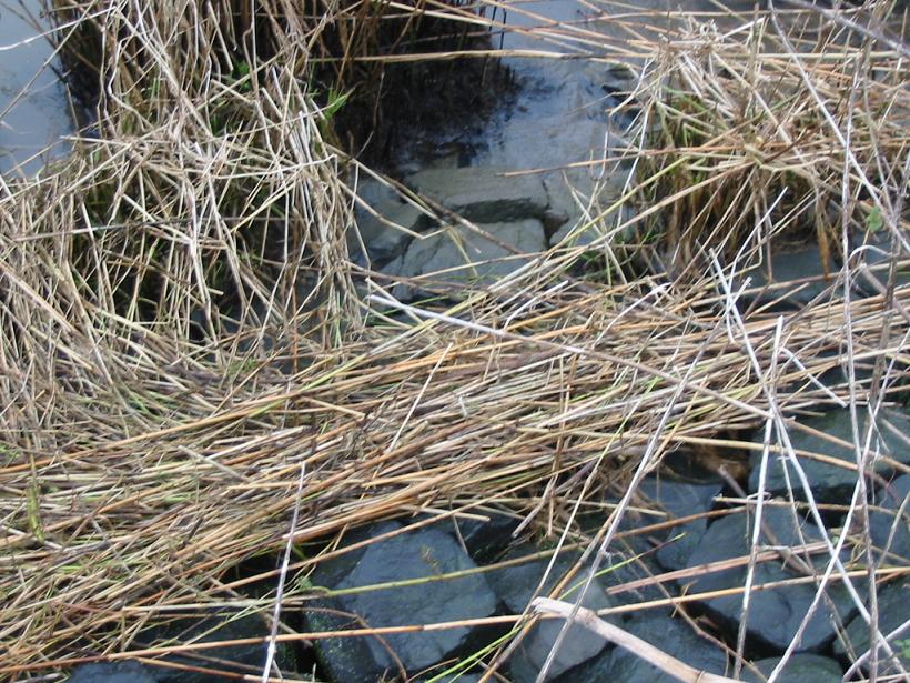 #23673 - denkend aan de vorige door G-verstopte-PFT