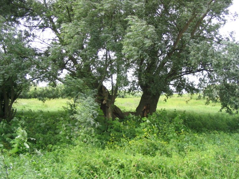 #26259 - meer water en bomen in de buurt :-(