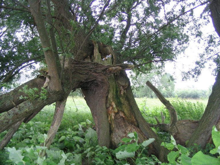 #26262 - wat zit daar in die boom?