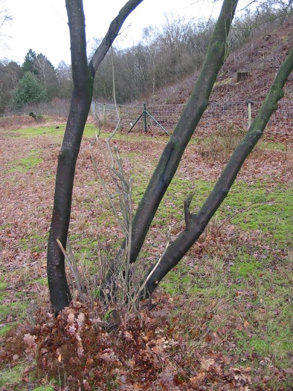 #30799 - Laatste plaatje voor 11 Januari ...