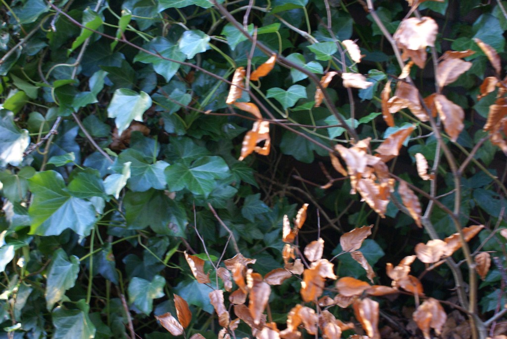 #31054 - zijn 33e onderkomen