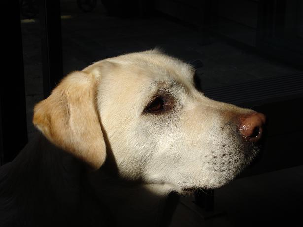 #37756 - Casper (Erick's hond)