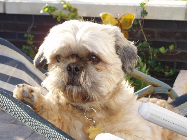 #41166 - Waakhond ;-)