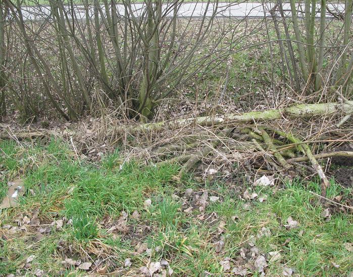 #41270 - waaronder daaronder