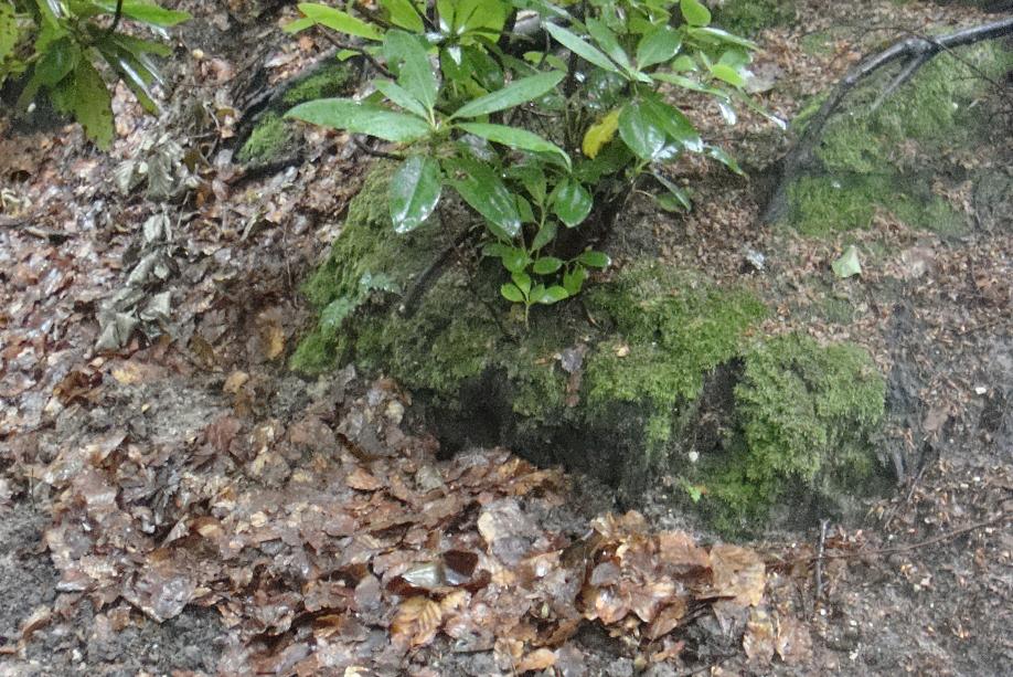 #43211 - Inmiddels wat meer begroeid