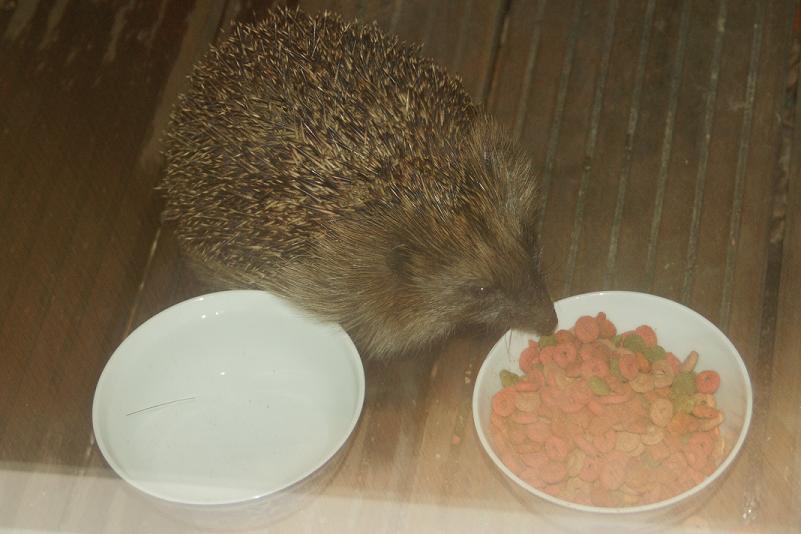 #44679 - Hij leeft nog ...